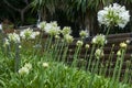 Garden of white flowering agapanthus