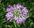 Agapanthus is an ornamental garden and indoor plant