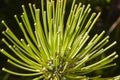 Agapanthus plant detail. Green plant. Botanical garden. Background. Bloom