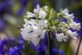 Agapanthus plant specie, flower close-up, its native to Southern Africa continent and widely cultivated as garden ornamental plant