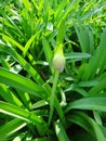 Agapanthus - plants and bud Royalty Free Stock Photo