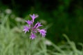 Agapanthus praecox Royalty Free Stock Photo