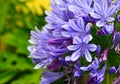 Agapanthus praecox blue flowers also called African Lily or Lily of the Nile close up. Royalty Free Stock Photo