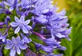 Agapanthus praecox blue flowers also called African Lily or Lily of the Nile close up. Royalty Free Stock Photo