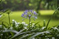 Agapanthus praecox, blue lily flower during tropical rain, close up. African lily or Lily of the Nile is popular garden plant in Royalty Free Stock Photo