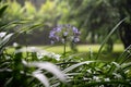 Agapanthus praecox, blue lily flower during tropical rain, close up. African lily or Lily of the Nile is popular garden plant in Royalty Free Stock Photo