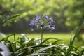 Agapanthus praecox, blue lily flower during tropical rain, close up. African lily or Lily of the Nile is popular garden plant in Royalty Free Stock Photo