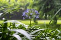 Agapanthus praecox, blue lily flower during tropical rain, close up. African lily or Lily of the Nile is popular garden plant in Royalty Free Stock Photo