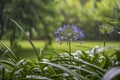 Agapanthus praecox, blue lily flower during tropical rain, close up. Tanzania, Africa Royalty Free Stock Photo