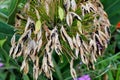 Agapanthus praecox Royalty Free Stock Photo