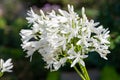 Agapanthus agapanthus praecox flowers