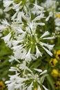 White Agapanthus of South Africa