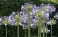 Agapanthus purple flower