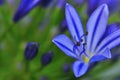 Agapanthus Series 1 Royalty Free Stock Photo