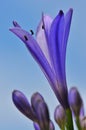 Agapanthus Series 15 Royalty Free Stock Photo