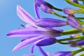 Agapanthus Series 17 Royalty Free Stock Photo