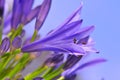 Agapanthus Series 18 Royalty Free Stock Photo