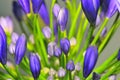 Agapanthus Series 4 Royalty Free Stock Photo