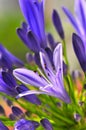 Agapanthus Series 8 Royalty Free Stock Photo