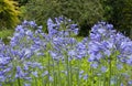 Agapanthus Royalty Free Stock Photo