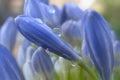 Agapanthus Water Drops In The Rain Royalty Free Stock Photo