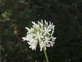 Agapanthus white flowers with green unfocused background selected focus