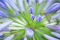 Agapanto flower Royalty Free Stock Photo