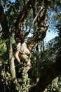 Agapetes lobbii, epiphytic plant