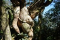 Agapetes lobbii, epiphytic plant