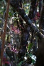 Agapetes lobbii, epiphytic plant