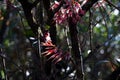 Agapetes lobbii, epiphytic plant with colorful flowers