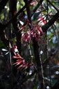 Agapetes lobbii, epiphytic plant with colorful flowers