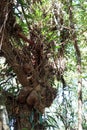 Agapetes lobbii, epiphytic plant grow together with wild orchid in natural habitat