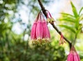 Agapetes megacarpa W.W. Sm.,ERICACEAE, wildflower bunch pink