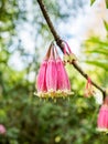 Agapetes megacarpa W.W. Sm.,ERICACEAE, wildflower bunch pink