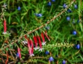 Agapetes, a subtropical evergreen with long.