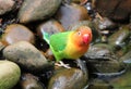 Agapornis bird standing on a stone Royalty Free Stock Photo