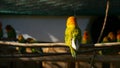 Agapornis parrot in the cage