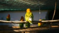 Agapornis parrot in the cage