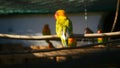 Agapornis parrot in the cage