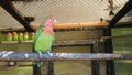 Agapornis parrot - love birds - exotic little home pet