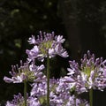 AgapÃÂ¡nthus flower in the garden.