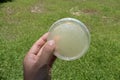 agar medium in petri dish for microbial plate count
