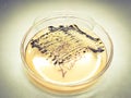 A agar plate of Staphylococcus aureus (foodborne pathogen) with black colonies Royalty Free Stock Photo