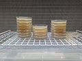 Agar plates in front of laminar flow hood