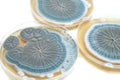 Agar plates with Penicillium fungi on white