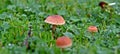 Agaric fungus, the scurfy twiglet, mushroom Royalty Free Stock Photo