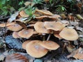 Agaric honey fungus. Armillariella mellea. Royalty Free Stock Photo