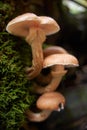 Agaric honey mushrooms Royalty Free Stock Photo