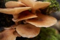 Agaric honey mushrooms Royalty Free Stock Photo